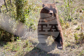 Белица - Парк за мечки - нови обитатели