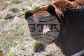 Белица - Парк за мечки - нови обитатели