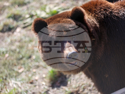 Белица - Парк за мечки - нови обитатели