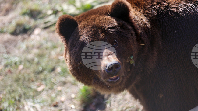 Паркът за мечки в Белица отваря врати за посетители от 1 април