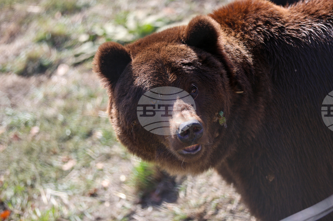 Белица - Парк за мечки - нови обитатели