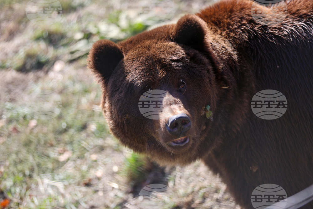Белица - Парк за мечки - нови обитатели