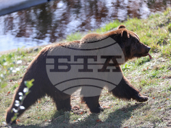 Белица - Парк за мечки - нови обитатели