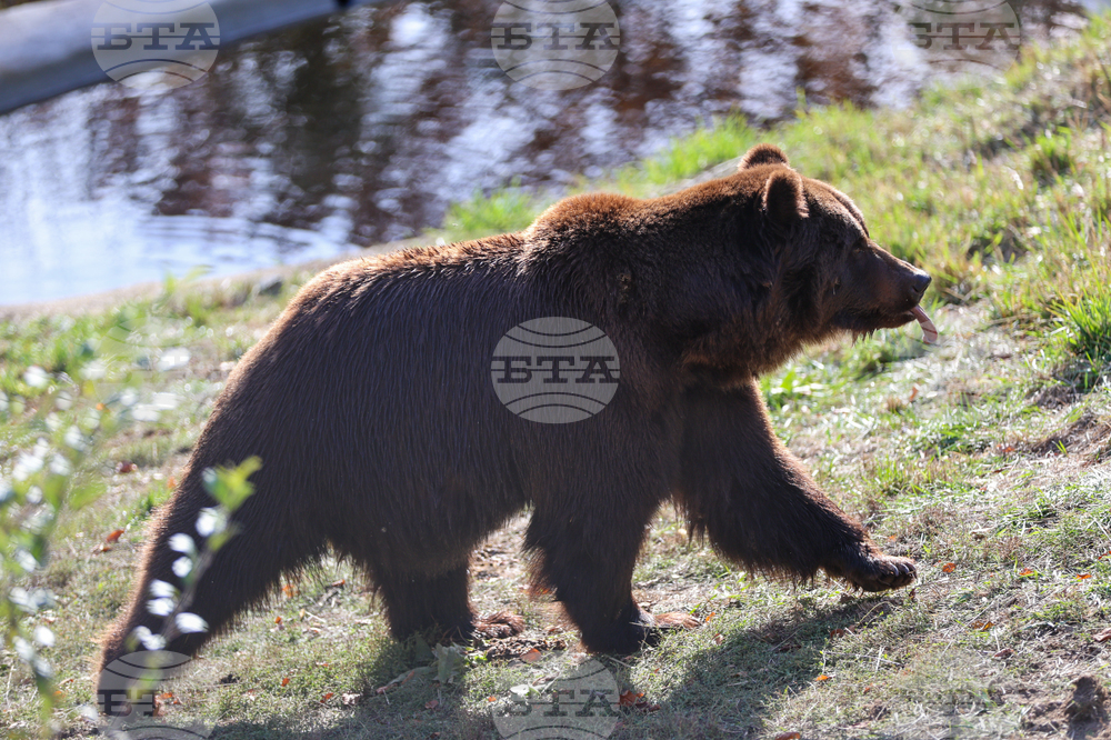 Белица - Парк за мечки - нови обитатели