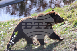 Белица - Парк за мечки - нови обитатели