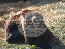 Белица - Парк за мечки - нови обитатели