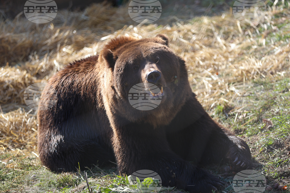 Белица - Парк за мечки - нови обитатели