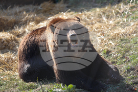 Белица - Парк за мечки - нови обитатели