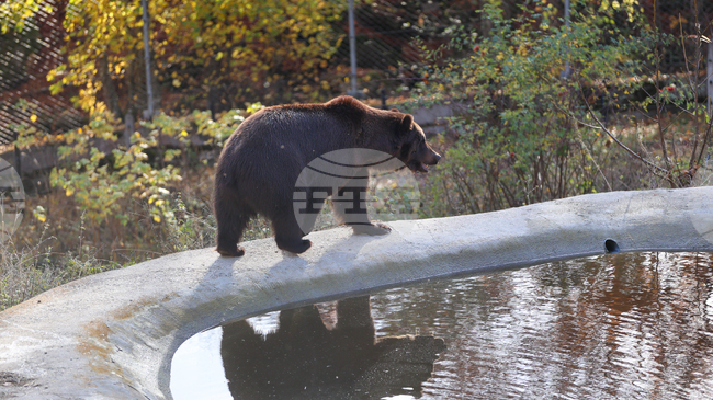 Brigitte Bardot Will Forever Remain Woman Who Turned Belitsa Into Place of Hope