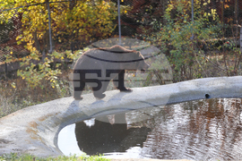 Белица - Парк за мечки - нови обитатели