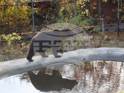 Белица - Парк за мечки - нови обитатели