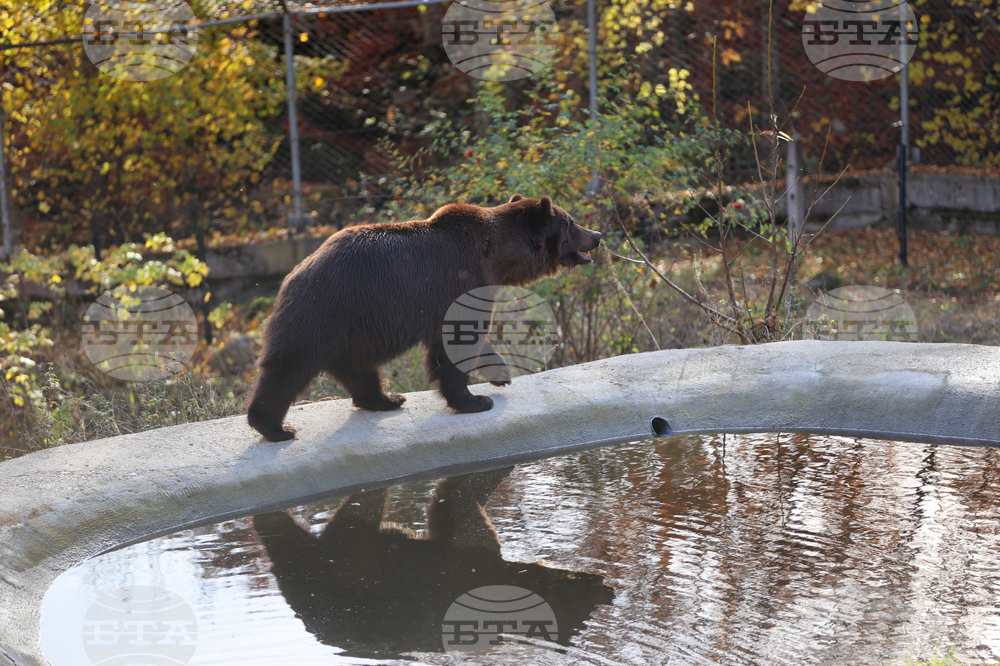 Белица - Парк за мечки - нови обитатели
