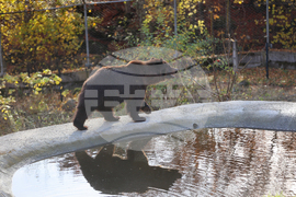 Белица - Парк за мечки - нови обитатели