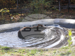 Белица - Парк за мечки - нови обитатели