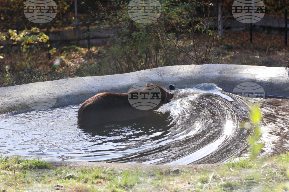 Белица - Парк за мечки - нови обитатели