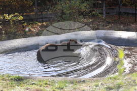 Белица - Парк за мечки - нови обитатели