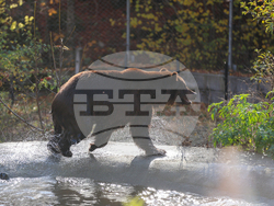 Белица - Парк за мечки - нови обитатели