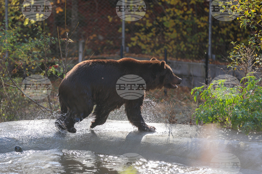 Белица - Парк за мечки - нови обитатели