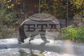 Белица - Парк за мечки - нови обитатели