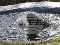 Белица - Парк за мечки - нови обитатели