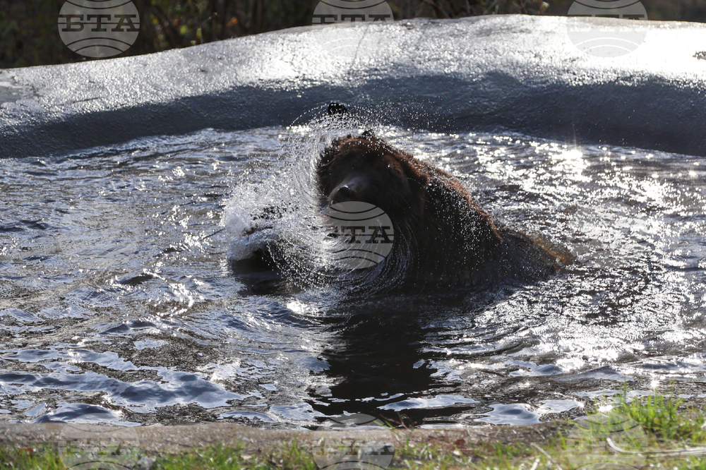 Белица - Парк за мечки - нови обитатели