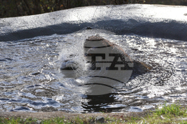 Белица - Парк за мечки - нови обитатели