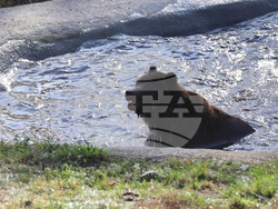 Белица - Парк за мечки - нови обитатели