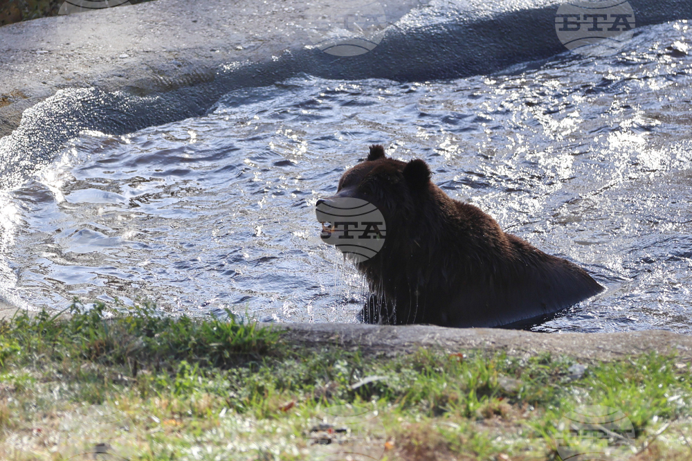 Белица - Парк за мечки - нови обитатели