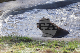 Белица - Парк за мечки - нови обитатели