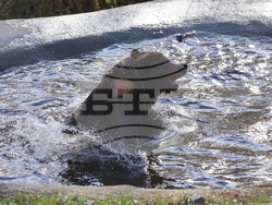 Белица - Парк за мечки - нови обитатели