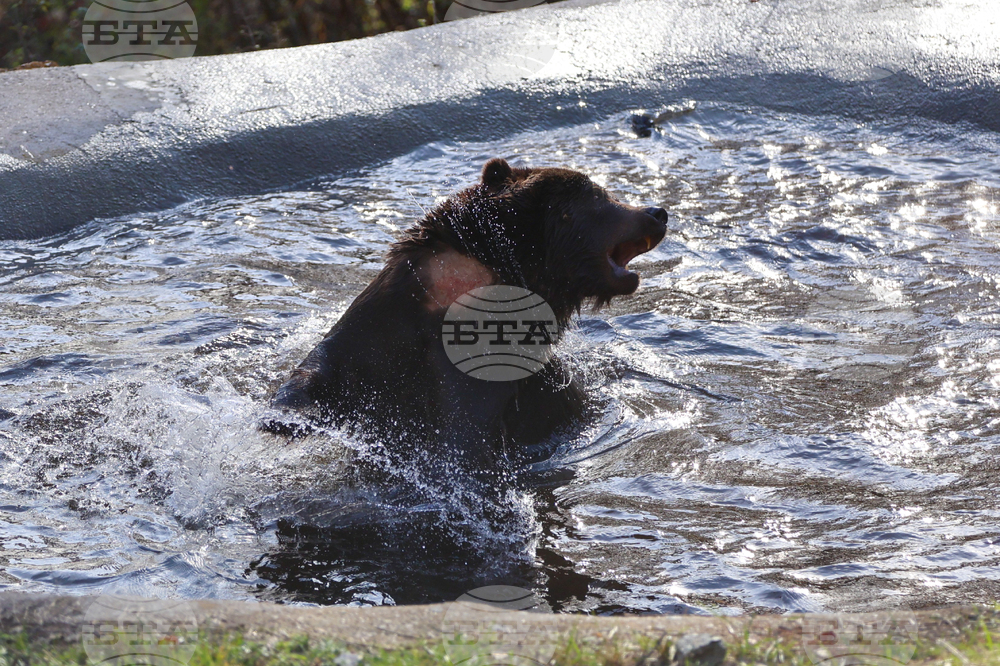 Белица - Парк за мечки - нови обитатели