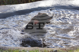 Белица - Парк за мечки - нови обитатели