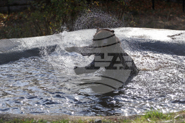 Белица - Парк за мечки - нови обитатели