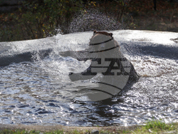 Белица - Парк за мечки - нови обитатели