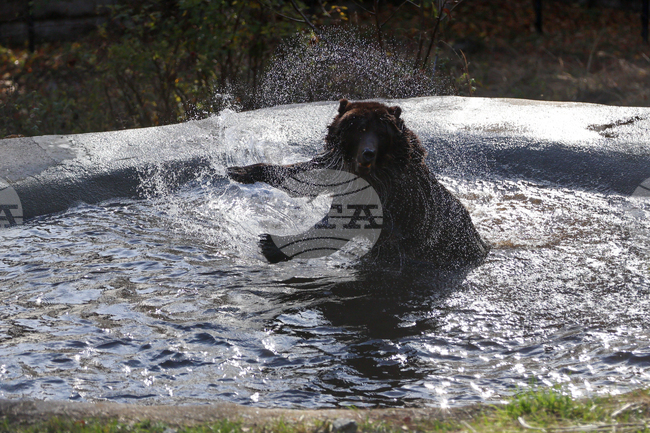 Фрол и Фросия – най-новите обитатели на Парка за мечки в Белица, вече се чувстват добре в дома си