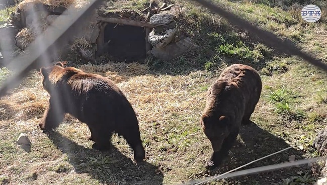 Фрол и Фросия – най-новите обитатели на Парка за мечки в Белица, вече се чувстват добре в дома си