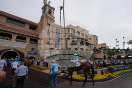 Breeders Cup Horse Racing