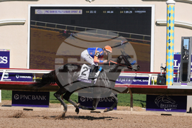 Breeders Cup Filly And Mare Sprint Horse Racing