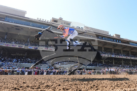 Breeders Cup Filly And Mare Sprint Horse Racing