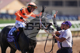 Breeders Cup Turf Sprint Horse Racing