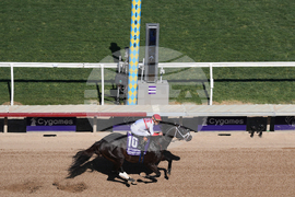 Breeders Cup Sprint Horse Racing
