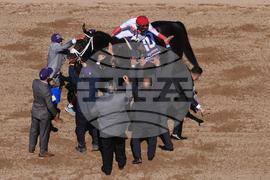 Breeders Cup Sprint Horse Racing