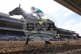 Breeders Cup Distaff Horse Racing