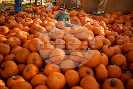 Romania Halloween Pumpkinfest