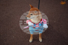 Romania Halloween Pumpkinfest