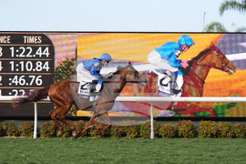 Breeders Cup Mile Horse Racing