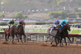 Breeders Cup Dirt Mile Horse Racing