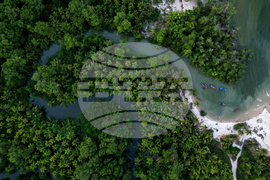 Brazil Marajo Island