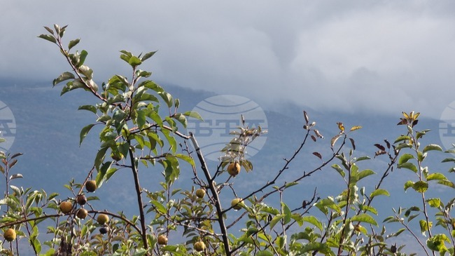 Изключително слаба реколта от ябълки отчитат в Института по земеделие - Кюстендил