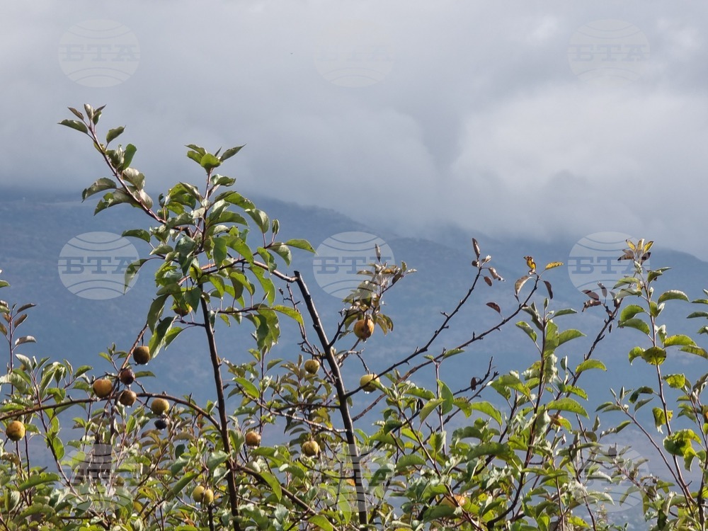 Изключително слаба реколта от ябълки отчитат в Института по земеделие - Кюстендил